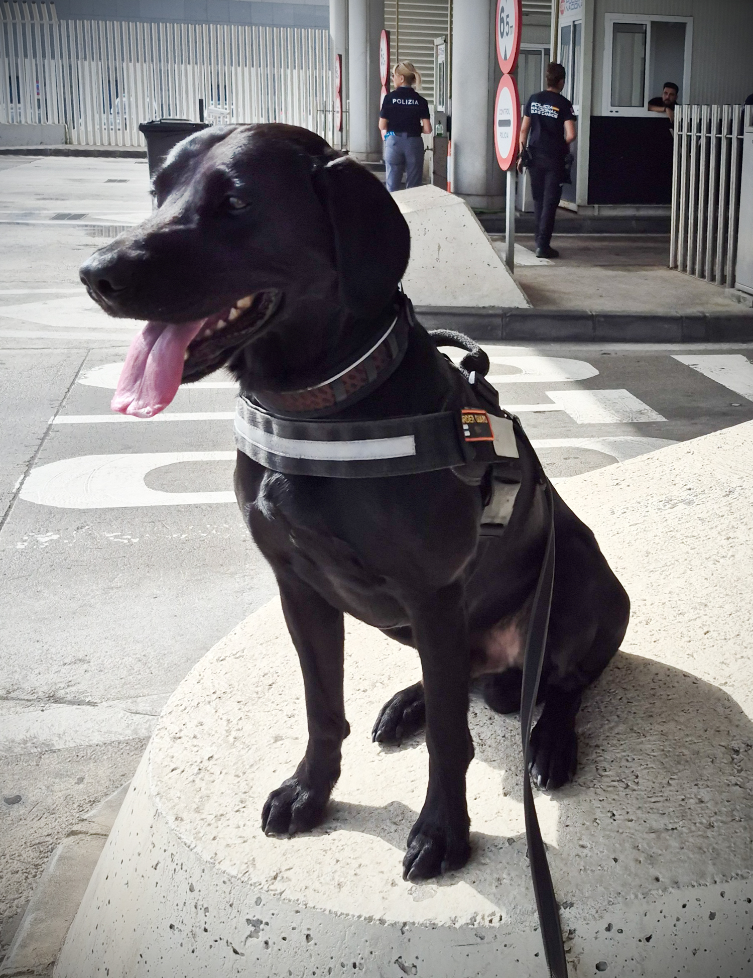 Svart labrador retriever Cosmo står i soligt väder.