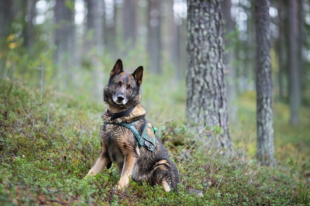 Ruskea koira istuu metsässä ja katsoo kameraan.