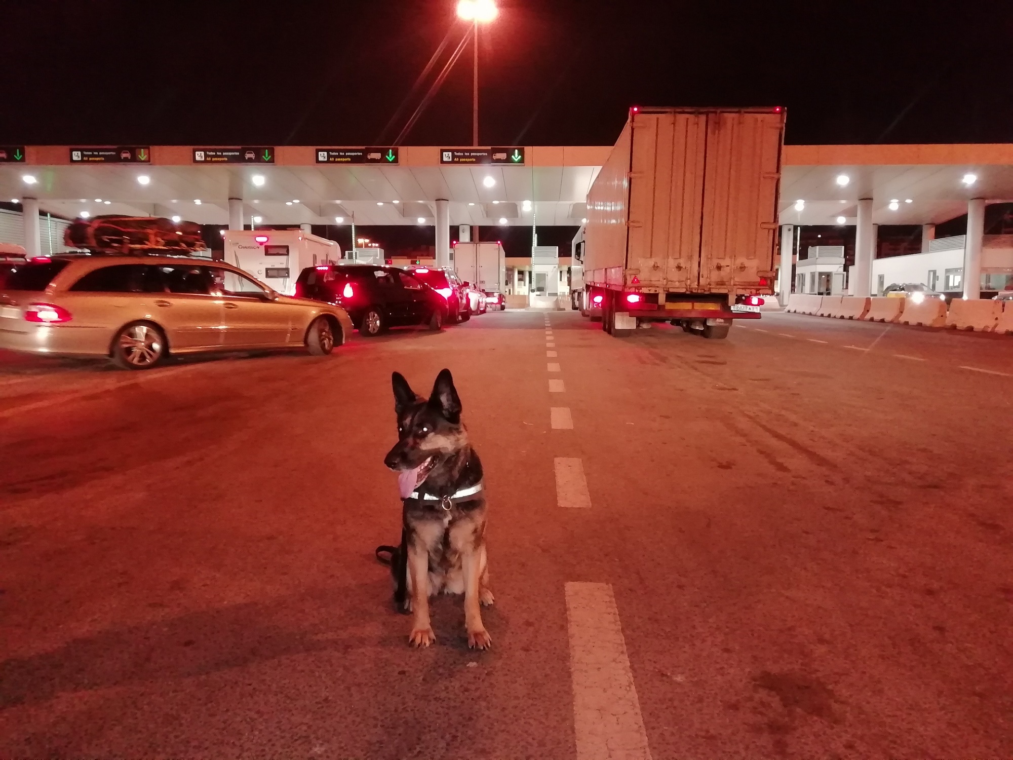 Koira istuu rajanylityspaikalla. Taustalla näkyy autoja. Kuva otettu yöllä.