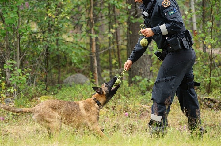 En gräsnbevakare och en hund lekar med bollen i skogen.