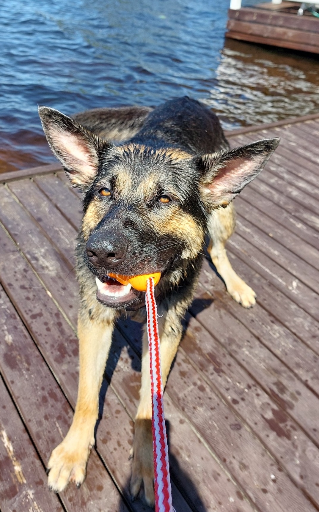 Koira leikkii vetolelulla laiturilla. Taustalla näkyy vettä.