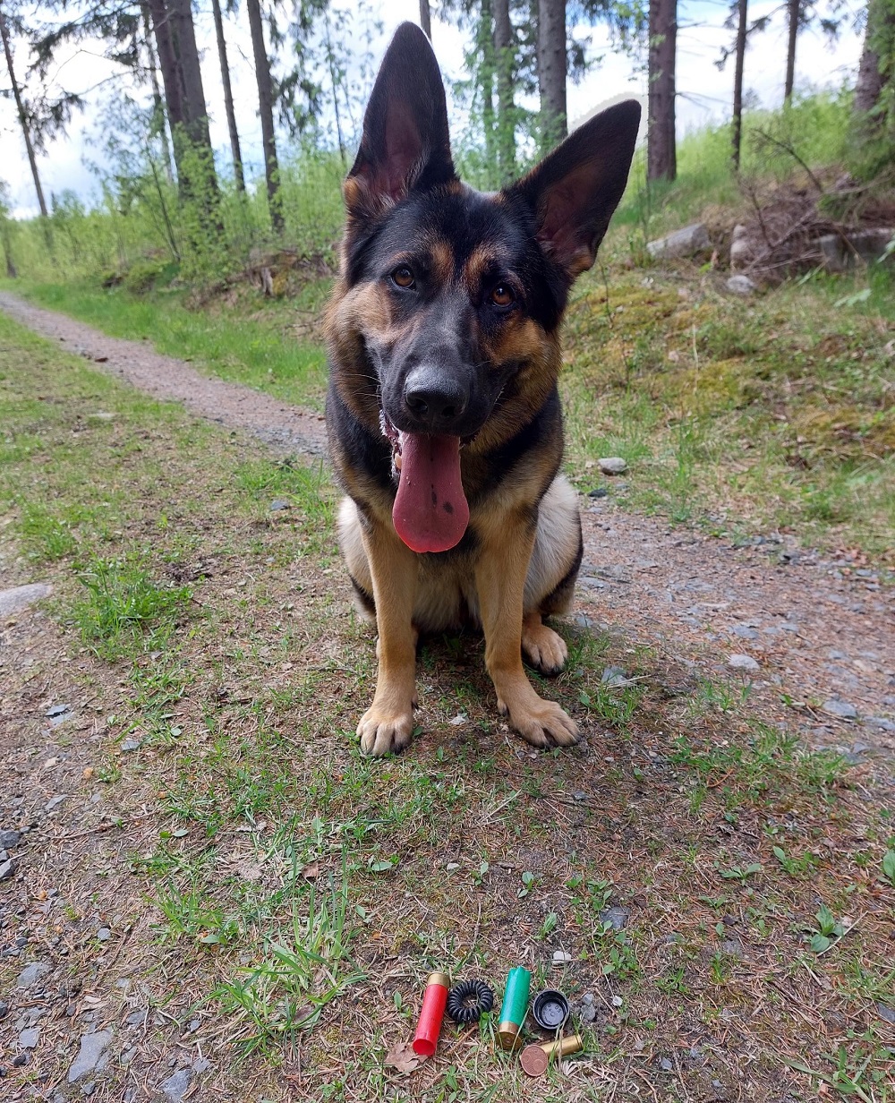 En hund sitter i skogen.