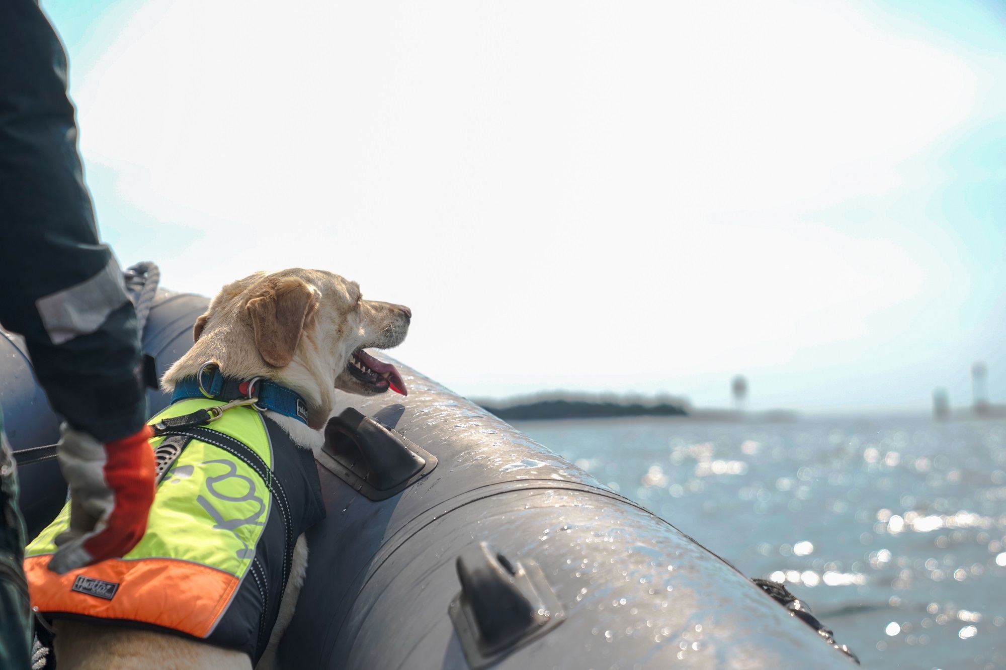 En vit hund med skyddväst i båten.