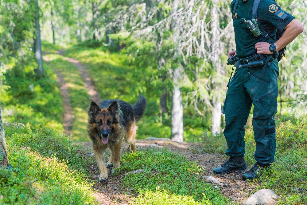 Rajakoira ja ohjaaja metsässä.