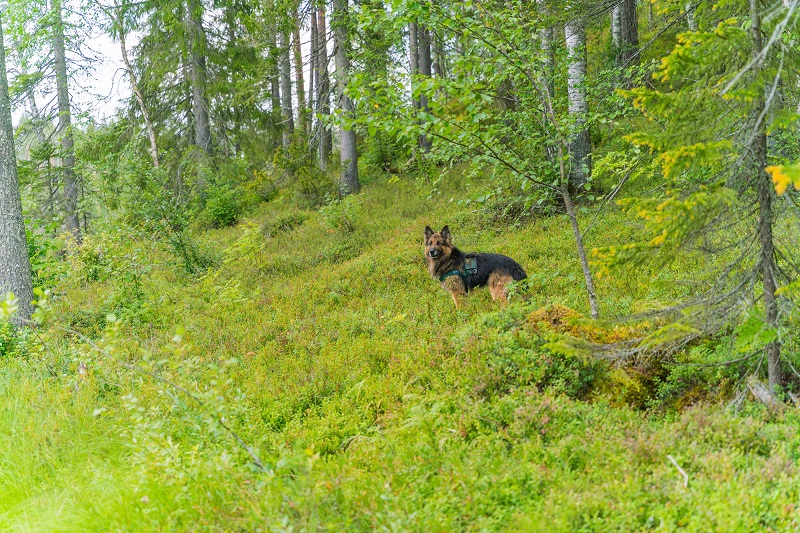 En hund står i en grön skog.