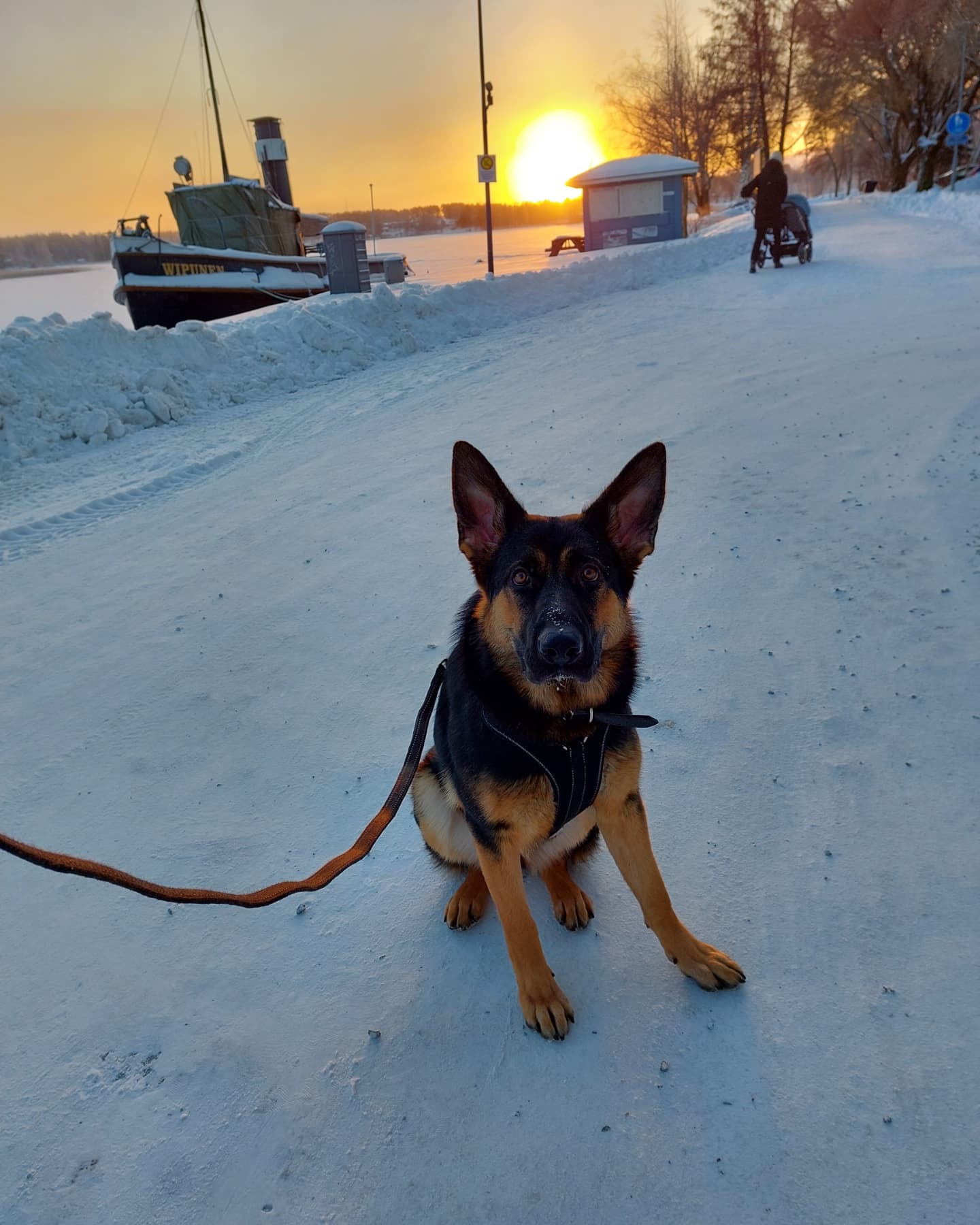 Koira istuu maassa talvisessa maisemassa. Taustalla aurinko laskee. Koiran takana vene laiturissa ja lastenvaunuja työntävä ihminen.
