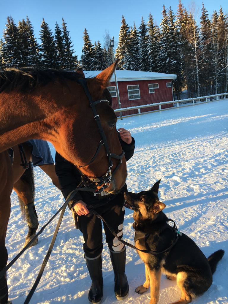 Luminen maisema, jossa hevonen, maassa istuva koira ja ihminen hevosen takana. Taustalla punainen rakennus ja metsää.