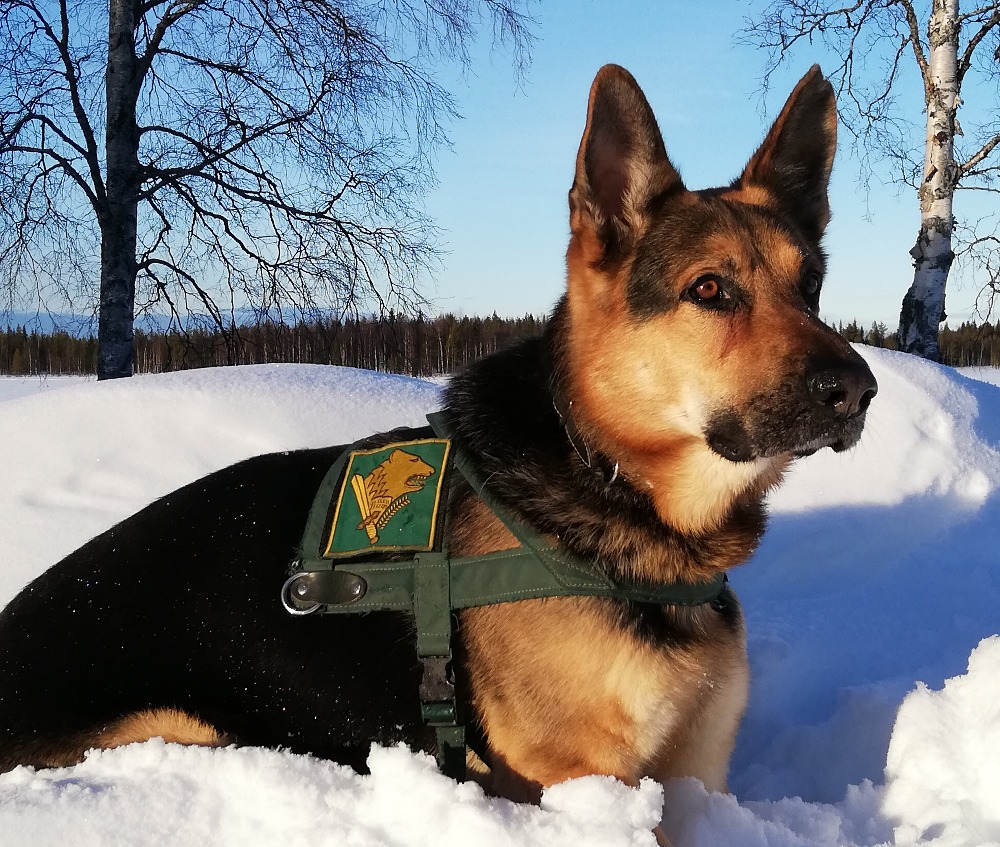 Rajakoira makaa lumessa yllään rajakoiran liivi