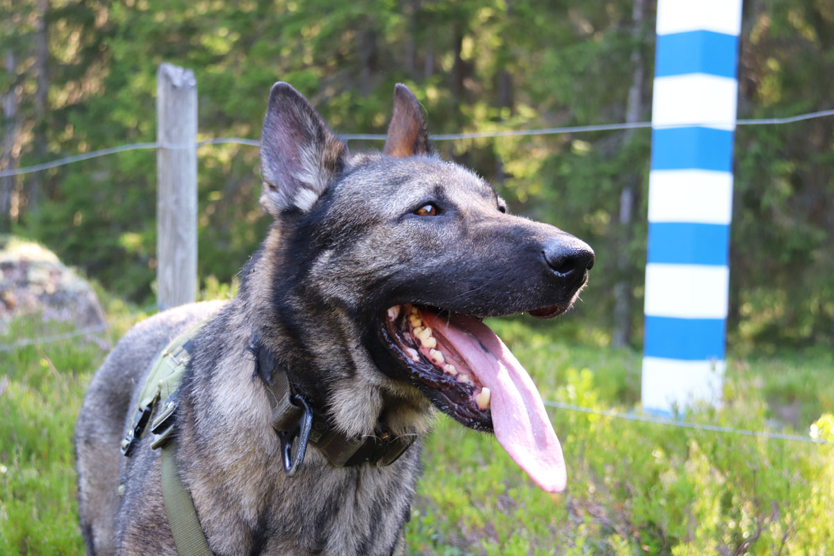 Rajakoira Käry, lähikuva. Taustalla metsää.