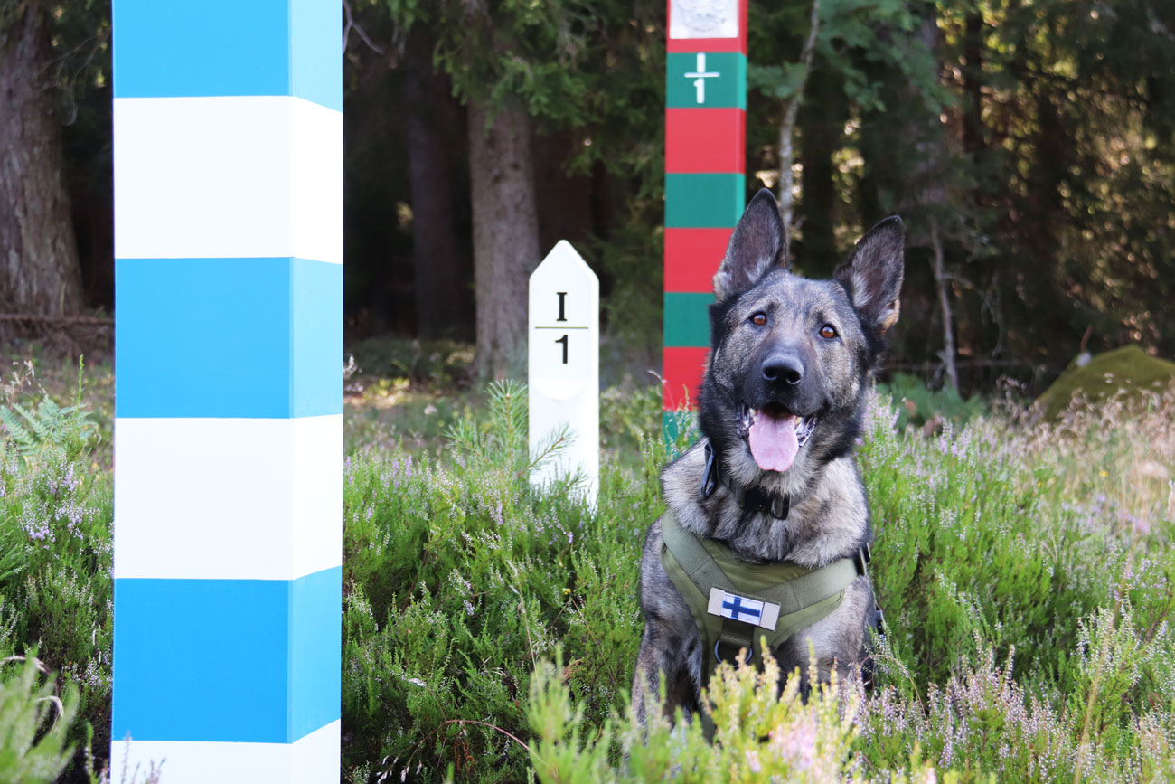 Rajakoira Suomen ja Venäjän rajatolppien välissä, takana metsämaisema.