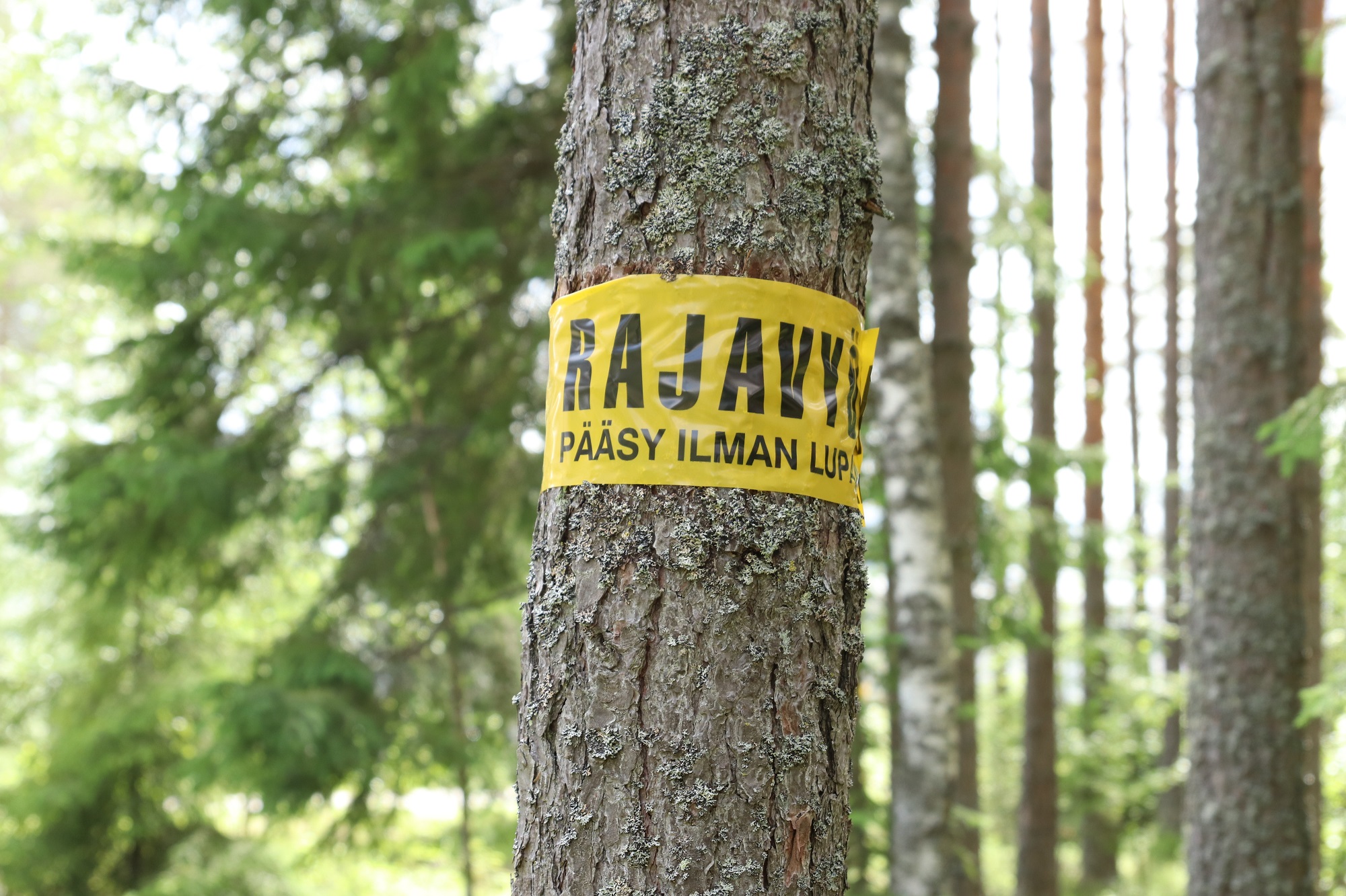 En gul gränszon band i skogen. 