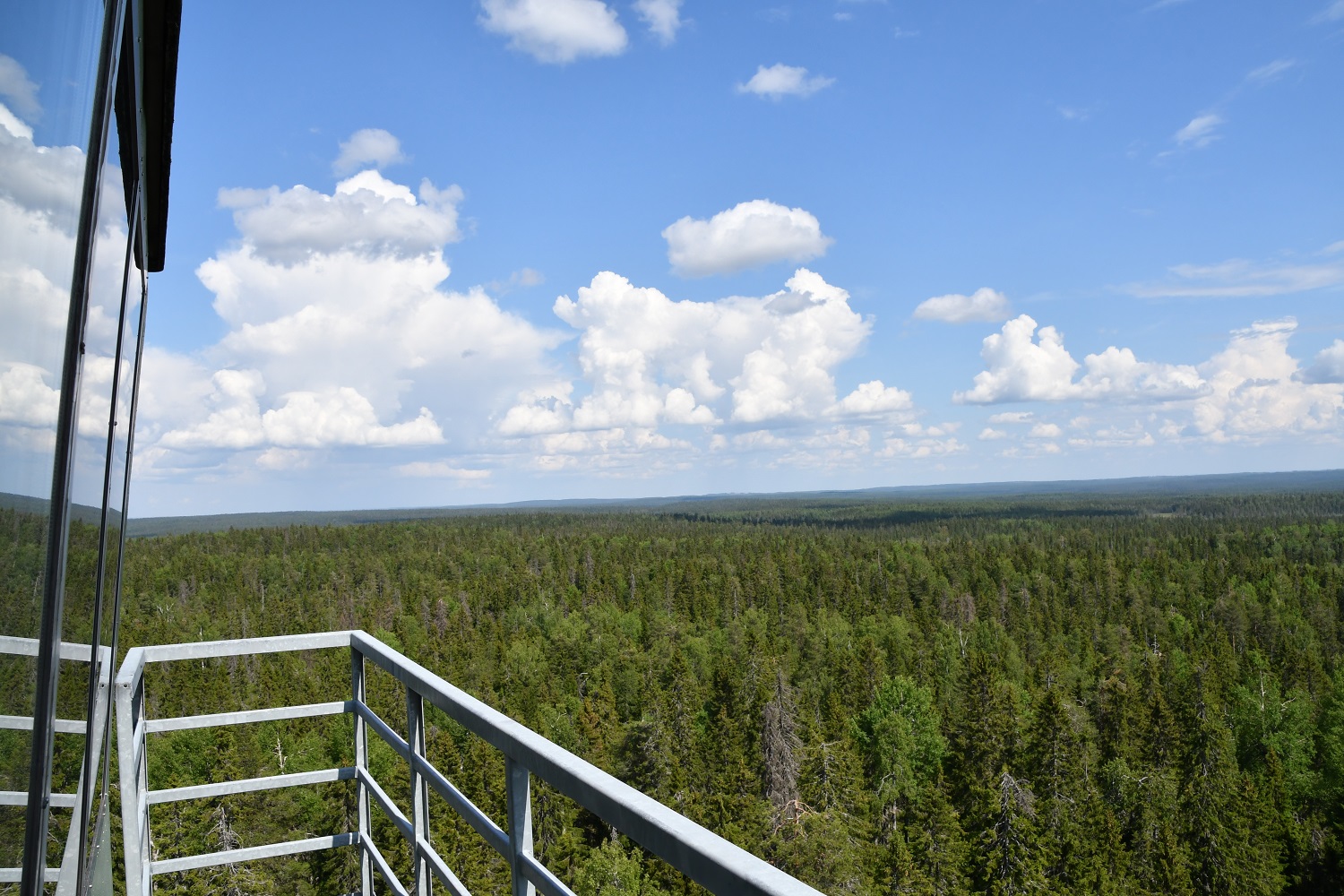 Valvontatorinista näkyvä metsämaisema kesällä ja sininen taivas.