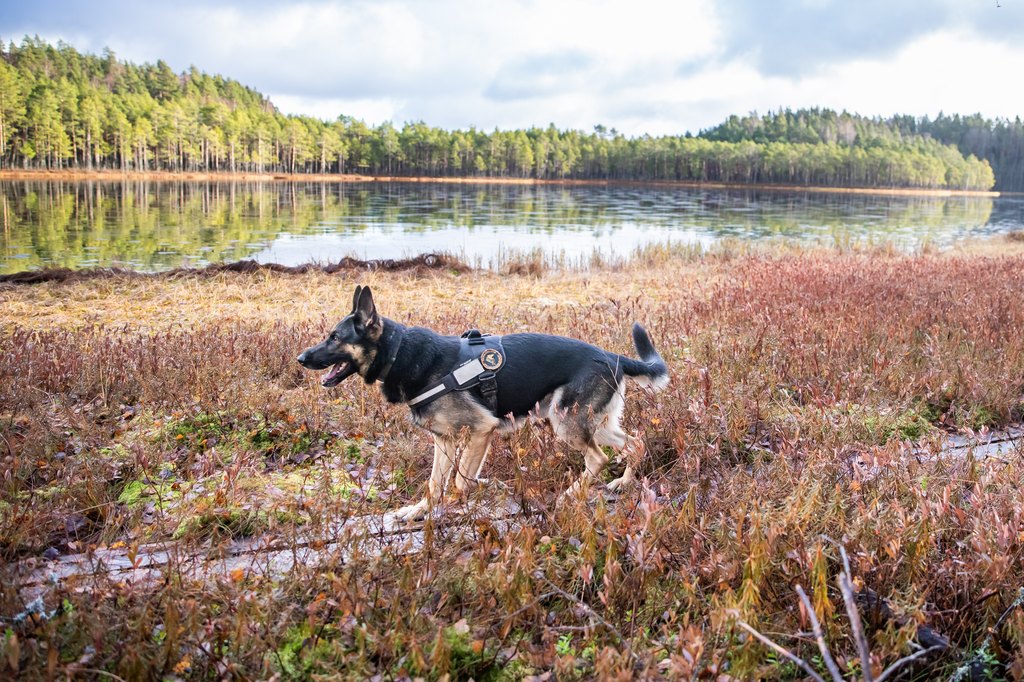 Rajakoira kävelee pitkospuilla. Taustalla näkyy lampi.