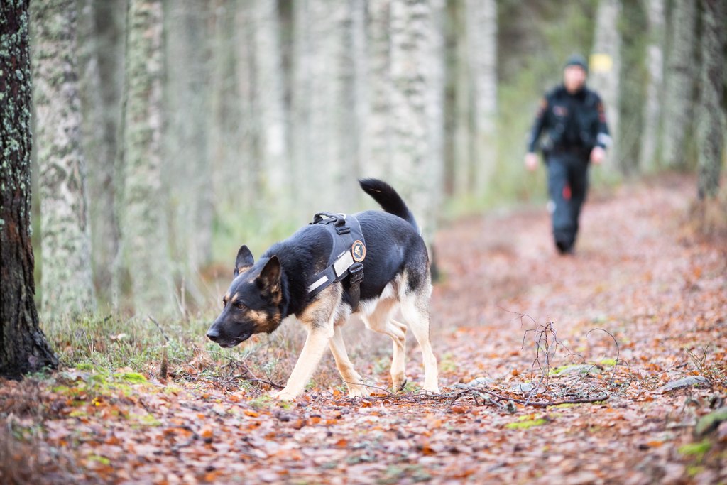 Rajakoira haistelee maata metsäisellä tiellä.