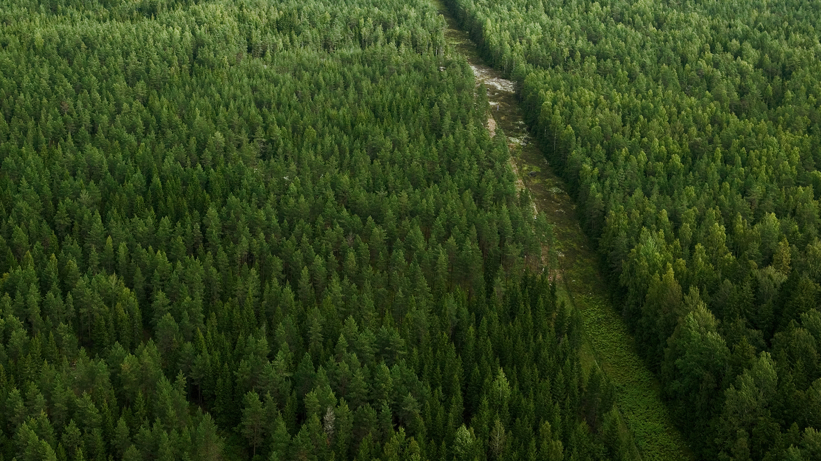 Metsä ja raja-aukko ylhäältä päin kuvattuna.