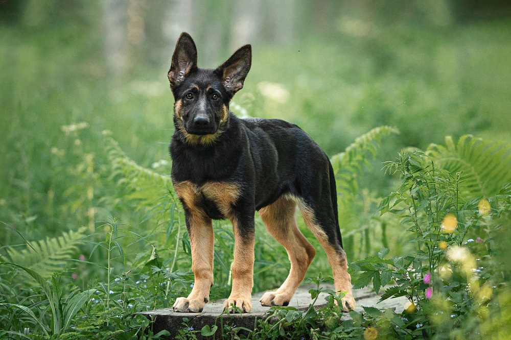 Rajakoiran pentu Nala seisoo korkeassa ruohikossa, katsoo kameraan