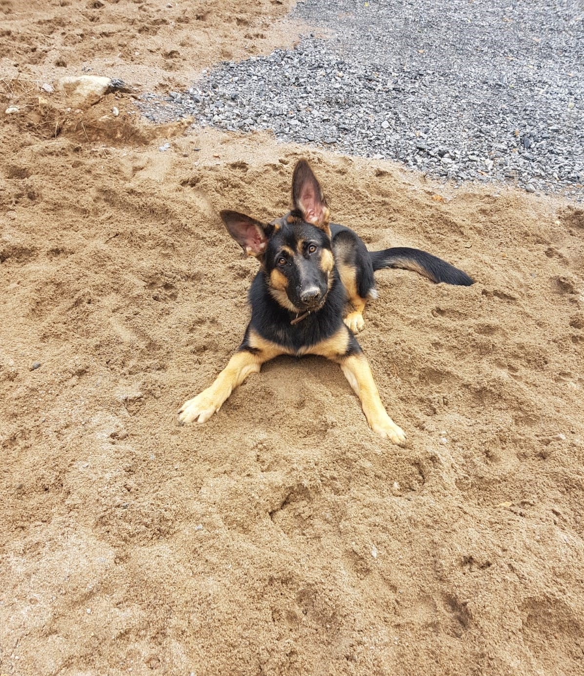 Gränshund Nala ligger på sanden och tittar på kameran. 