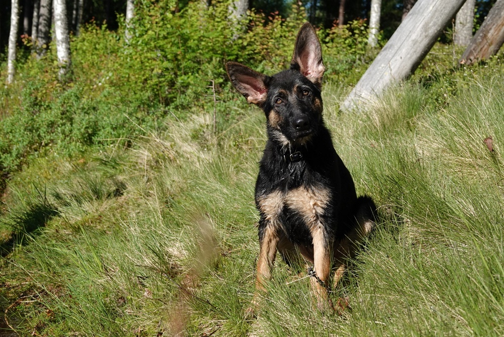 Gränshund Nala sitter på grass