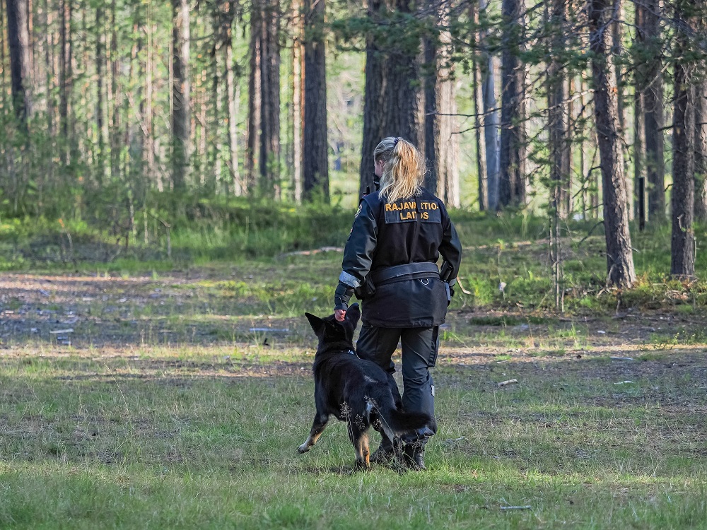 Metsä jossa henkilö kävelee koira vierellään. Kuva otettu takaapäin.