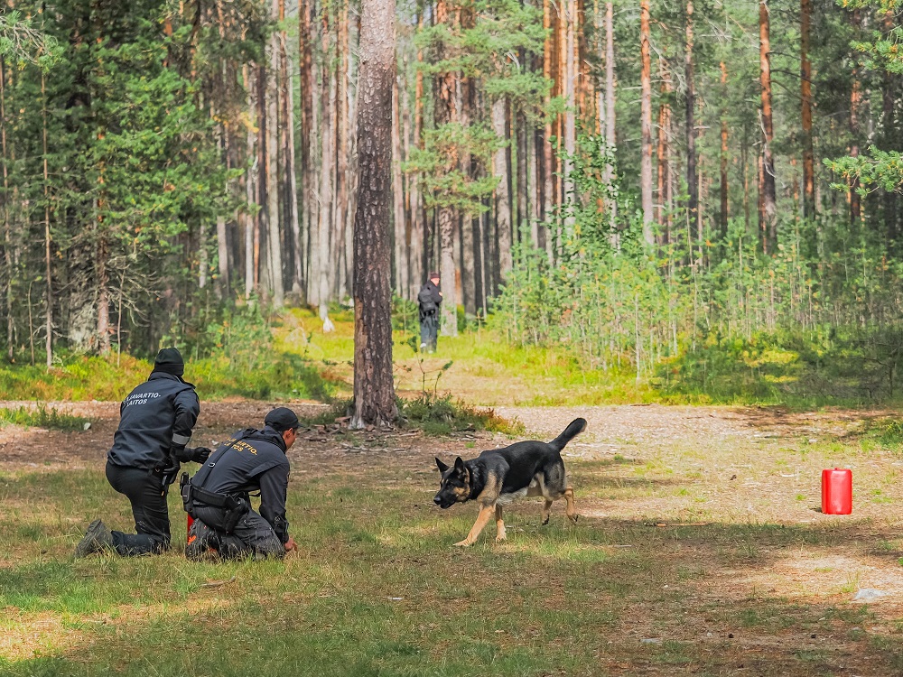 Kuvassa metsäaukea jossa kaksi ihmistä polvillaan jotka kutsuvat koiraa luokseen.
