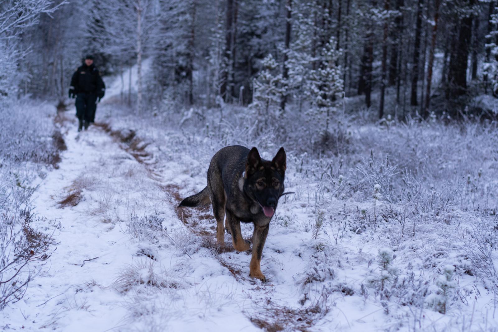 Rajakoira partiokierroksella. Kuvituskuva.